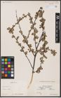 Foto von Salix aurita L.
